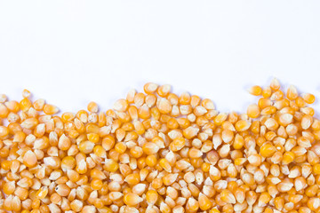 Corn seeds
