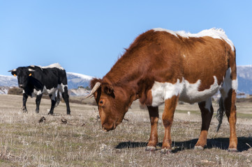 Cows grazing in the Dehesa de Navalvillar, Madrid, Spain