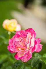 Red roses mixed with yellow.