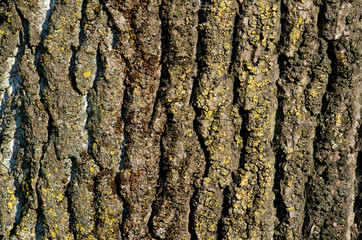The detail of the bark on the trunk of a large tree