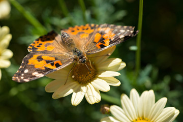 Painted Lady Butterfly