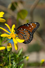 Monarch butterfly