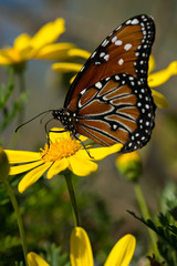 Monarch butterfly