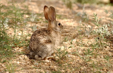 Desert Cottontail (Sylvilagus audubonii)