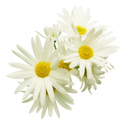 マーガレット © cat_smile