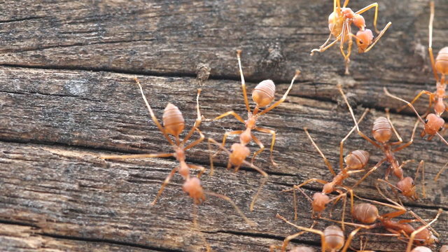 Red weaver ants help together, teamwork concept