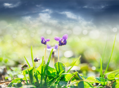 wild violets in forest spring glade,storm sky