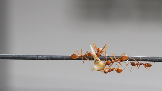 Red weaver ants carrying food to nest