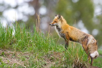 Red Fox. Yellowstone National Park