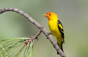 Western Tanager