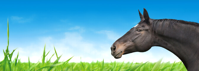 Horse portrait on background of blue sky and green grass, banner