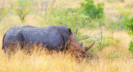 White Rhino Grazing. Kruger National Park