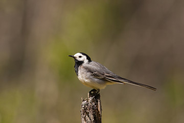 Portrait of pied wagtail