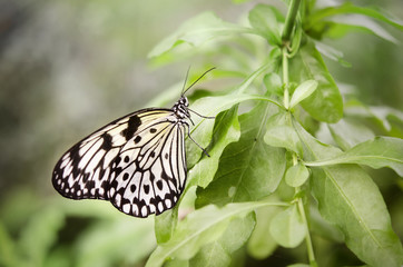 Butterfly in nature background environment