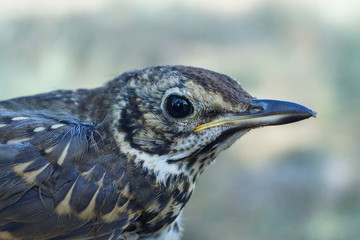 Zorzal, Turdus philomelos