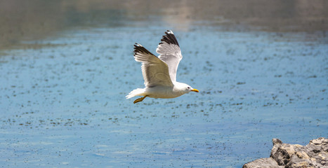 california gull flying over the beautiful Mono Lake