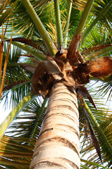 Palm Tree Puerto Rico