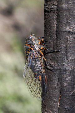 Cigarra, Tibicina quadrisignata