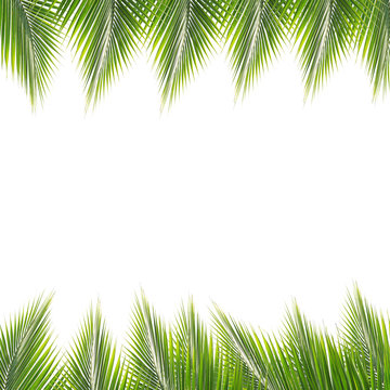 Green coconut leaf frame isolated on white background