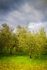 Olive trees in Tuscany