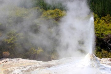 Lady Knox Geyser