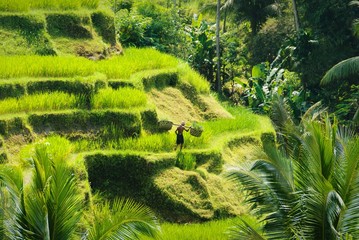 bali ricefield culture