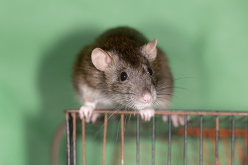 domestic rat
