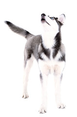 Fototapeta premium Beautiful cute husky puppy, isolated on white
