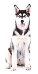 Beautiful cute husky puppy, isolated on white © Africa Studio