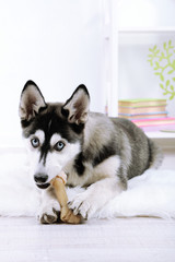 Beautiful cute husky puppy in room