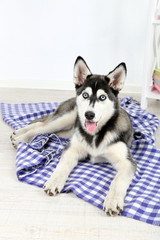 Beautiful cute husky puppy in room