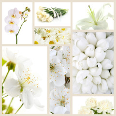 Collage of different white flowers