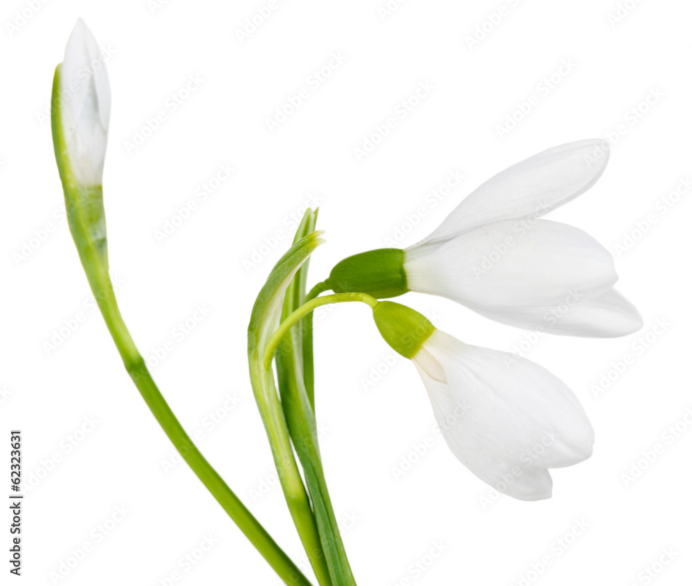 Poster beautiful snowdrops, isolated on white