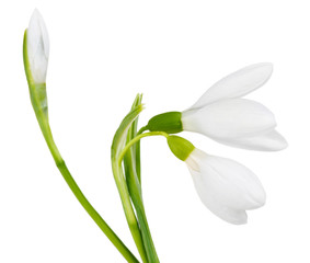 Beautiful snowdrops, isolated on white