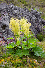 Wild rhubarb (Rheum altaicum L.)