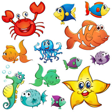 Different sea creatures