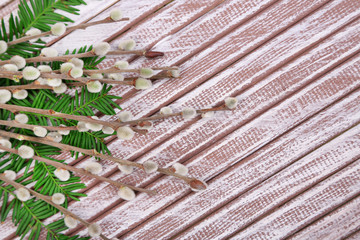 Beautiful pussy-willow twigs on wooden background
