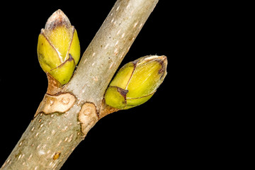 Baum-Knospe