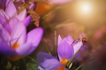 Biene sammelt Nektar von Blumenkrokus im Sonnenuntergang