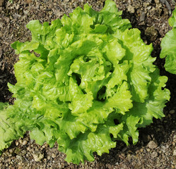 lettuce plant in field