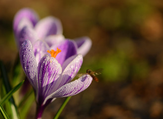 Crocus flower bloom in the field early spring