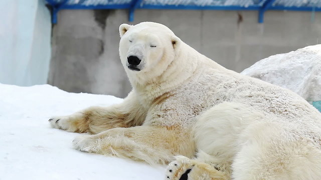 Portrait of a polar bear resting in a zoo