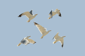 Fototapeta premium animals