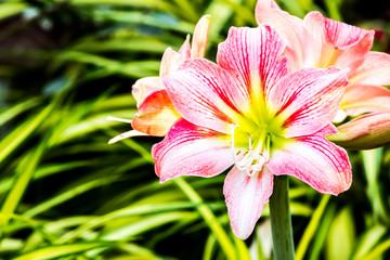 star lilly flower in royalflora, chiangmai Thailand