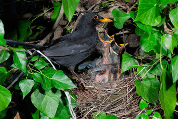 Common blackbird (Turdus merula) male at nest feeding chicks - obrazy, fototapety, plakaty