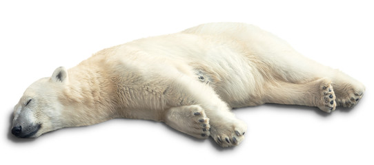 un ours polaire