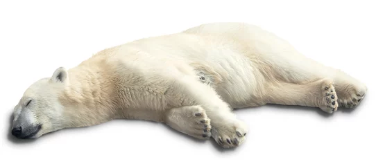 Fotobehang een ijsbeer © coffeemill