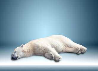 Fototapeta premium one polar bear