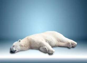 Poster een ijsbeer © coffeemill