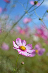 Obraz premium コスモス